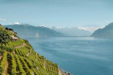 Lavaux